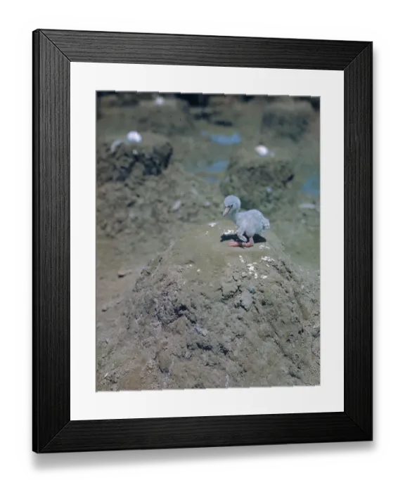 Framed Print : Newly Hatched Baby Flamingo on Nest