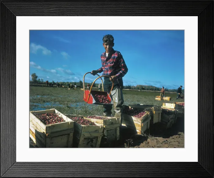 Framed Print : Boy Harvesting Cranberries Framed Print : Boy Harvesting Cranberries