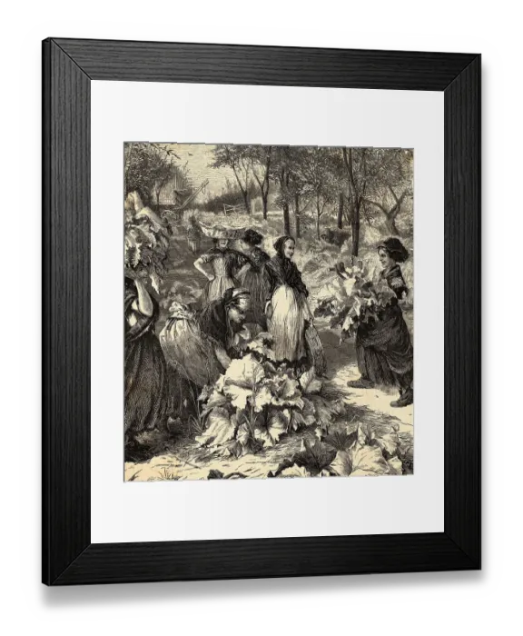 Framed Print : Women Gathering Rhubarb Framed Print : Women Gathering Rhubarb