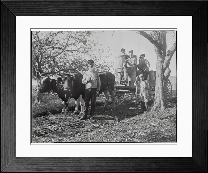 Framed Print : Urban Youths on a Attending as Part of a Farm Vacation Program Framed Print : Urban Youths on a Attending as Part of a Farm Vacation Program