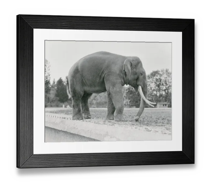 Framed Print : Elephant with Tusk Framed Print : Elephant with Tusk