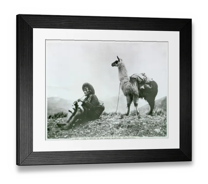 Framed Print : Indian Resting with Llama Framed Print : Indian Resting with Llama