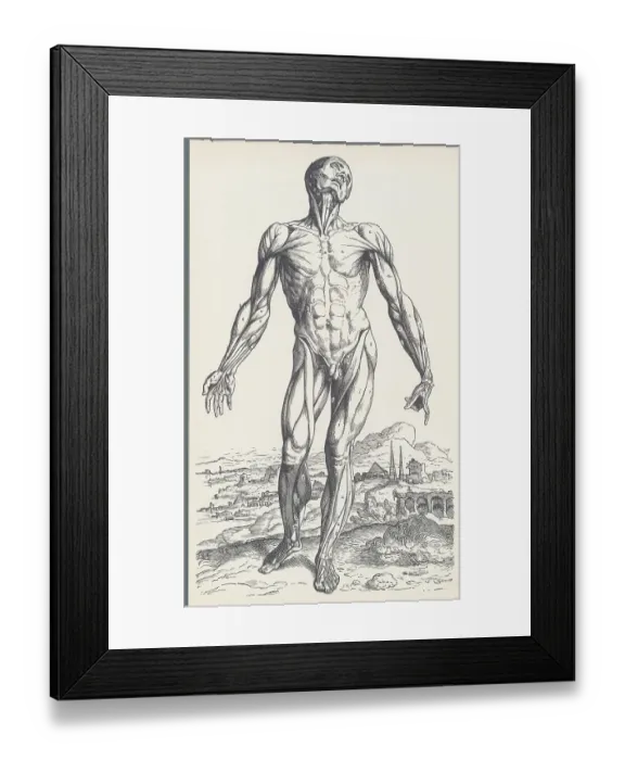 Framed Print : Vesalius. Anatomical figure showing muscles of the human body Framed Print : Vesalius. Anatomical figure showing muscles of the human body