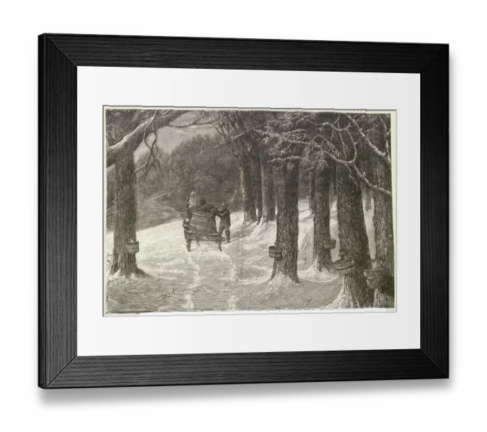 Framed Print : Workers Gathering Maple Sap Framed Print : Workers Gathering Maple Sap