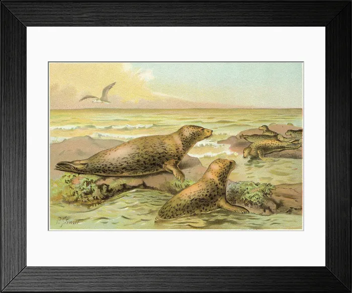 Framed Print : Seals Climbing on Rocks Framed Print : Seals Climbing on Rocks