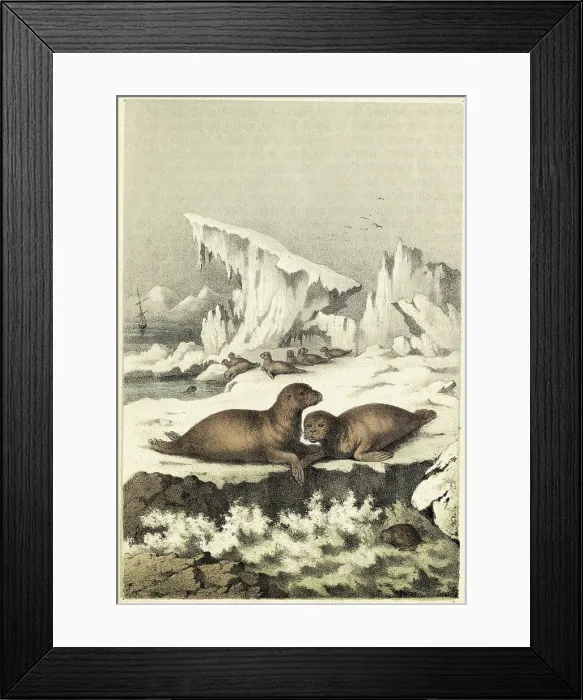Framed Print : Seals Walking on Land Framed Print : Seals Walking on Land