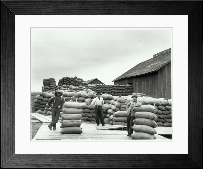 Framed Print : Wheat Harvest In Oregon Framed Print : Wheat Harvest In Oregon