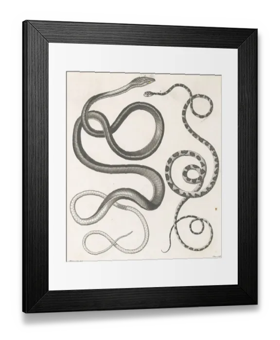 Framed Print : Two Snakes Framed Print : Two Snakes