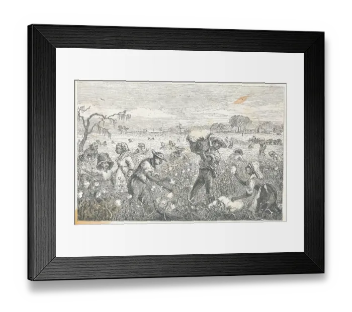 Framed Print : Workers Picking Cotton Framed Print : Workers Picking Cotton