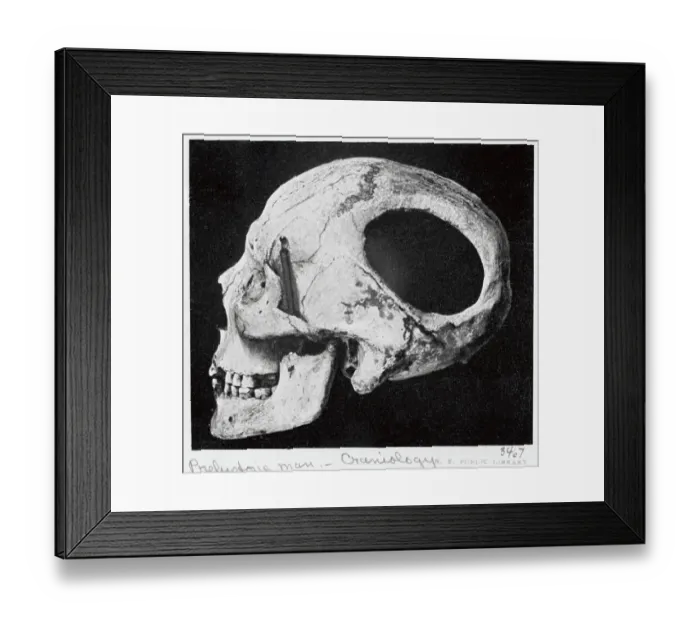 Framed Print : Neolithic Skull Found at Nogent-les-Vierges Framed Print : Neolithic Skull Found at Nogent-les-Vierges
