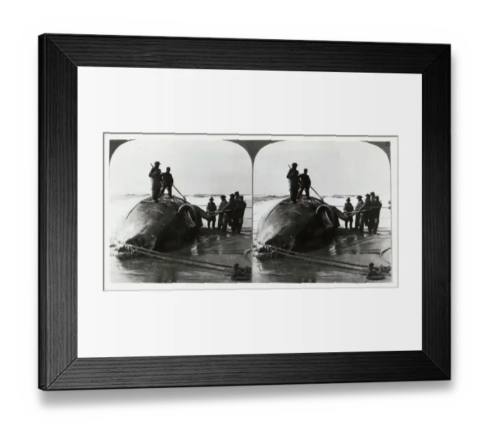 Framed Print : Whalers Cutting Chunk Out Of Whale Framed Print : Whalers Cutting Chunk Out Of Whale