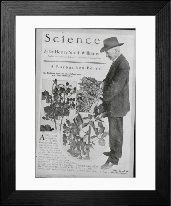 Framed Print : Luther Burbank with His Various Fruit Creations Framed Print : Luther Burbank with His Various Fruit Creations