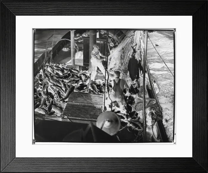 Framed Print : Fishermen Hauling In Their Catch Framed Print : Fishermen Hauling In Their Catch