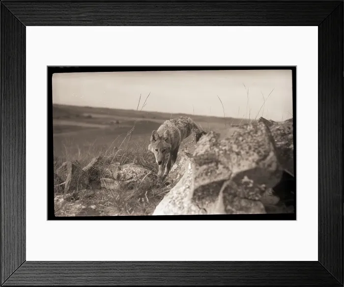 Framed Print : Coyote On Prairie Lurking For Prey Framed Print : Coyote On Prairie Lurking For Prey