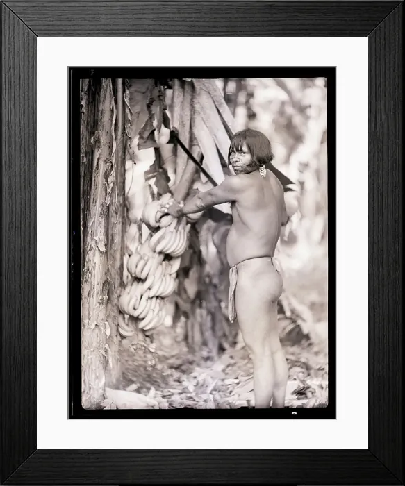 Framed Print : Man In Loincloth Pulling Down Bananas
