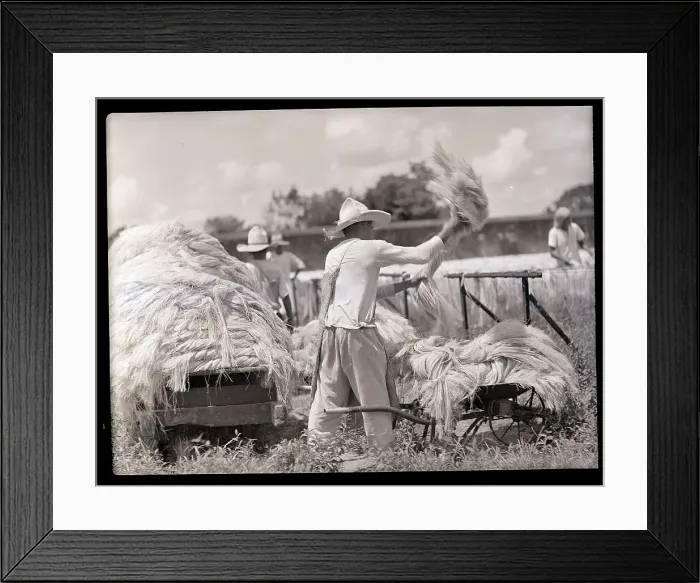 Framed Print : Man Drying Henequin Leaves Framed Print : Man Drying Henequin Leaves