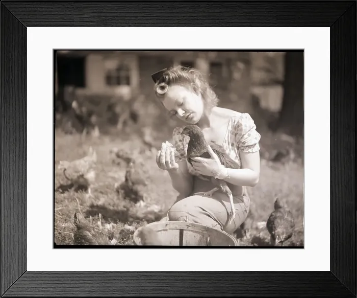 Framed Print : Woman Holds Chicken For Feeding Framed Print : Woman Holds Chicken For Feeding