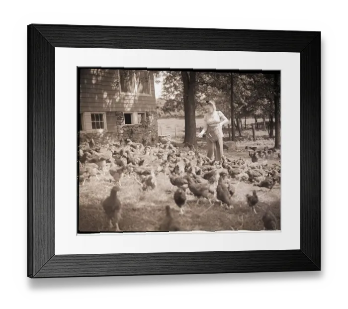 Framed Print : Woman Feeds Chickens From Bucket Framed Print : Woman Feeds Chickens From Bucket