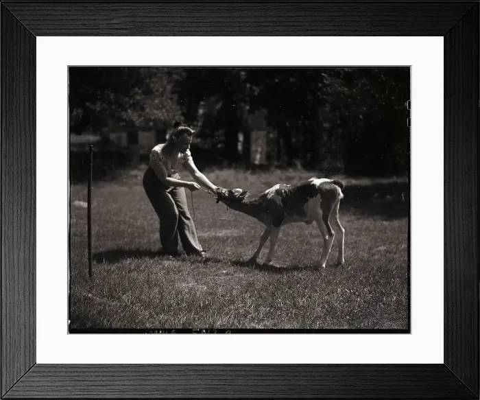 Framed Print : Woman Pulling Calf By Reins Framed Print : Woman Pulling Calf By Reins