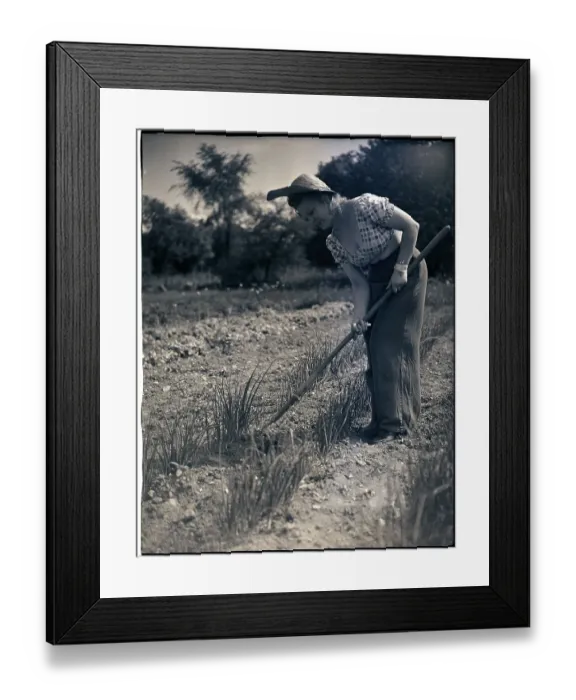 Framed Print : Woman Cultivates Onions In Garden Framed Print : Woman Cultivates Onions In Garden