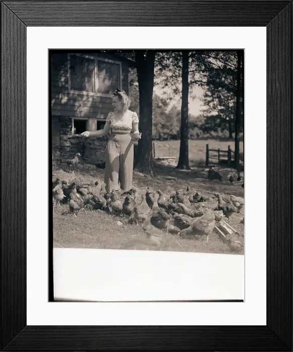 Framed Print : Woman Feeding Her Chickens Framed Print : Woman Feeding Her Chickens