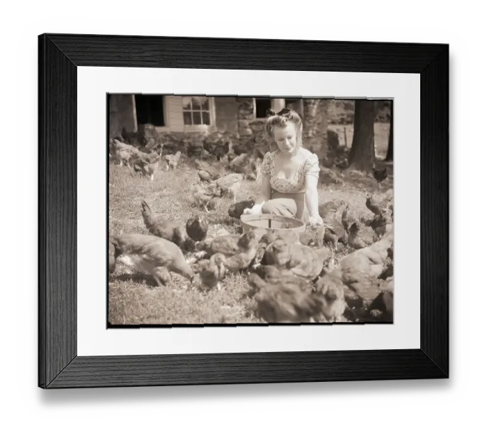 Framed Print : Woman Sits And Hand Feeds Chickens