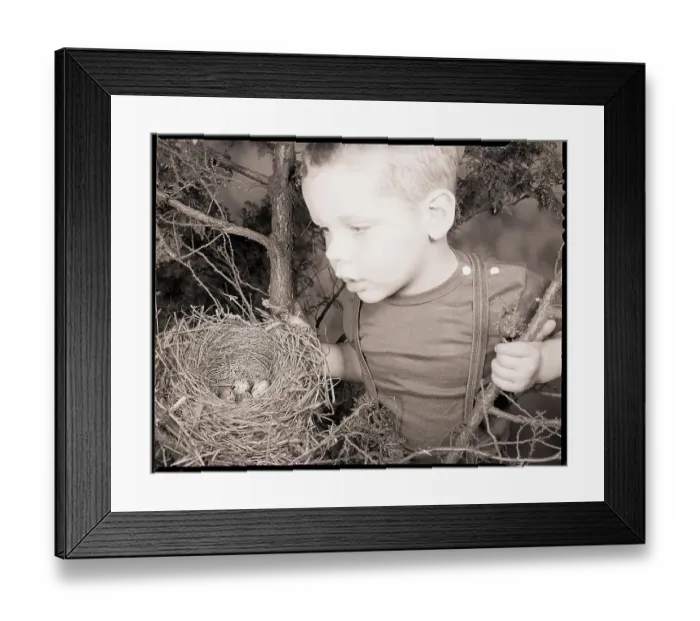 Framed Print : Boy Peering into Bird Nest Framed Print : Boy Peering into Bird Nest