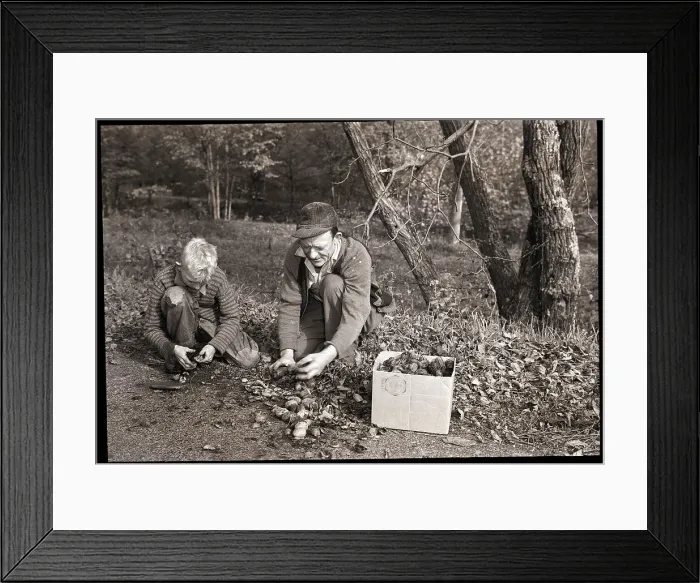 Framed Print : Father and Son Picking up Butternuts Framed Print : Father and Son Picking up Butternuts