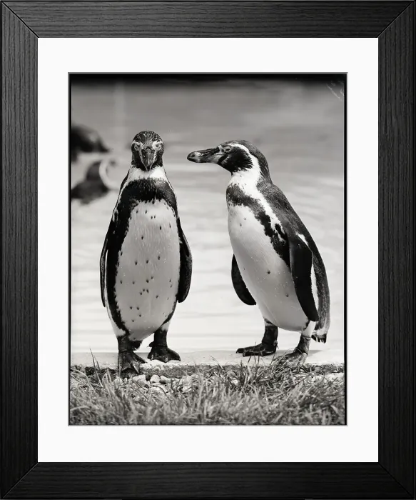 Framed Print : Two Penguins Standing Side By Side Framed Print : Two Penguins Standing Side By Side