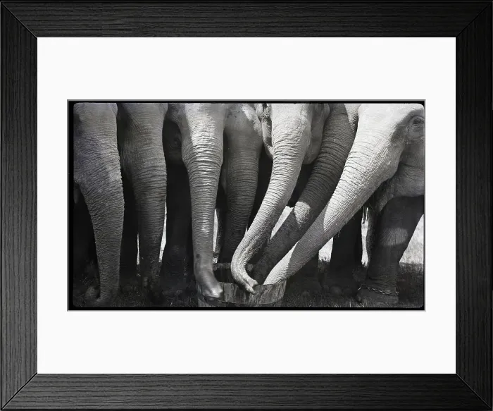 Framed Print : Elephants Feeding from Bucket Framed Print : Elephants Feeding from Bucket