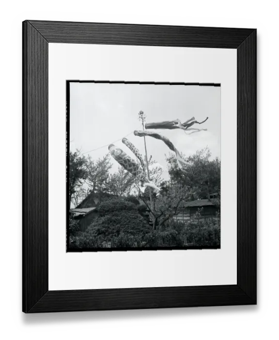 Framed Print : Carp Windsocks Flown During Boys Festival Framed Print : Carp Windsocks Flown During Boys Festival
