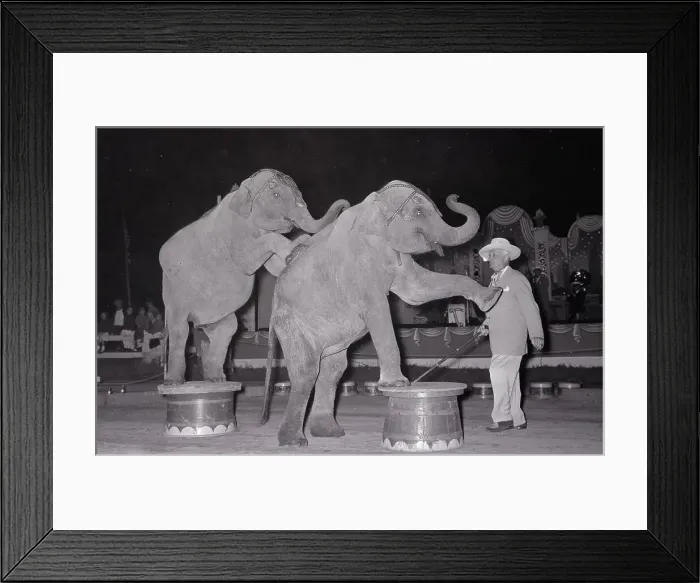 Framed Print : Elephants Doing Circus Tricks