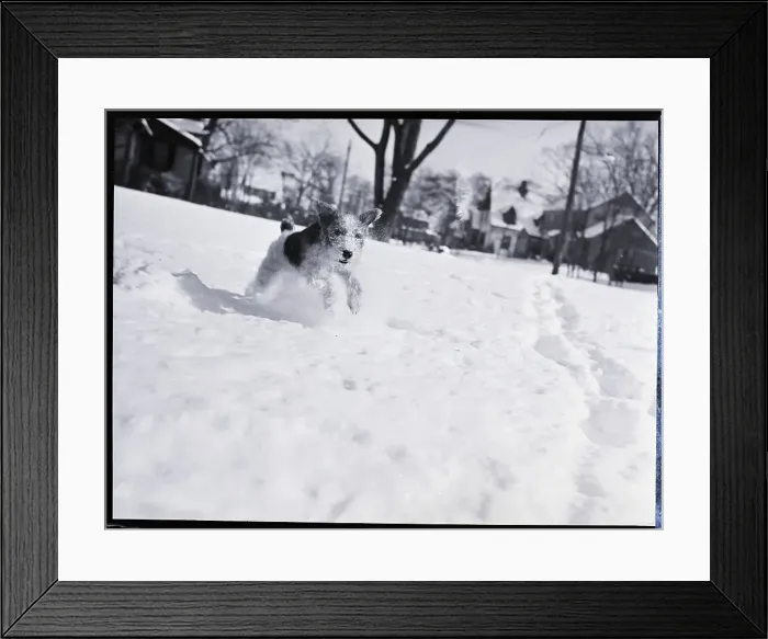 Framed Print : Wire Haired Terrier Dog Playing In Snow