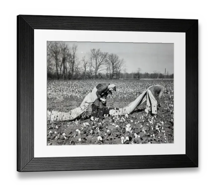 Framed Print : Cotton Pickers in Field Framed Print : Cotton Pickers in Field