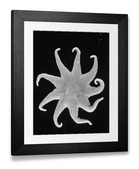 Framed Print : Northern Sun Star (Solaster endeca) Framed Print : Northern Sun Star (Solaster endeca)