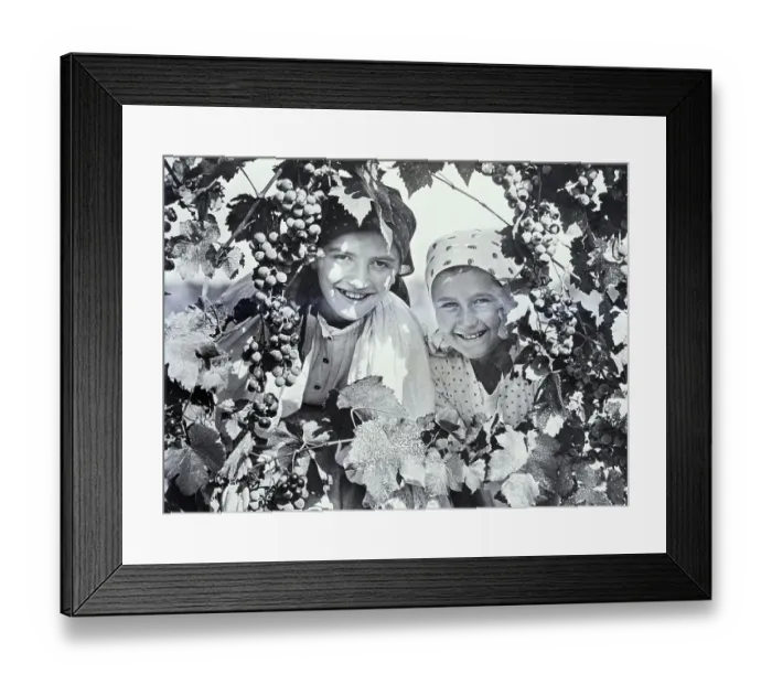 Framed Print : Grape Pickers Pause for the Camera Framed Print : Grape Pickers Pause for the Camera