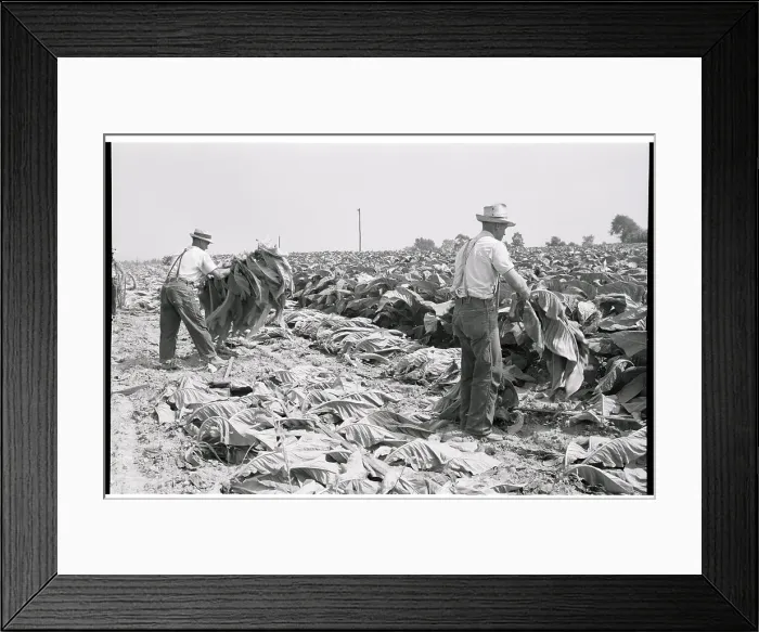 Framed Print : Pennsylvania Dutchmen Spearing Tobacco Framed Print : Pennsylvania Dutchmen Spearing Tobacco