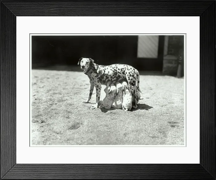 Framed Print : Dalmatian Mother W / Feeding Pups