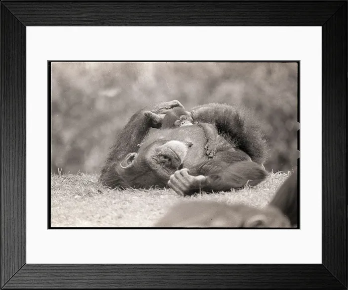 Framed Print : Mother and Baby Chimpanzees Sleeping Outside Framed Print : Mother and Baby Chimpanzees Sleeping Outside