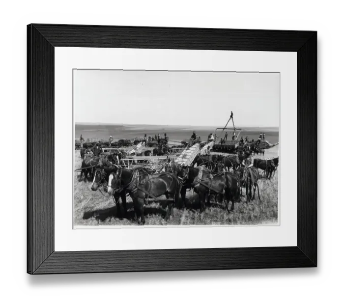 Framed Print : Large Array Of Harvesting Equip.; Horses Framed Print : Large Array Of Harvesting Equip.; Horses
