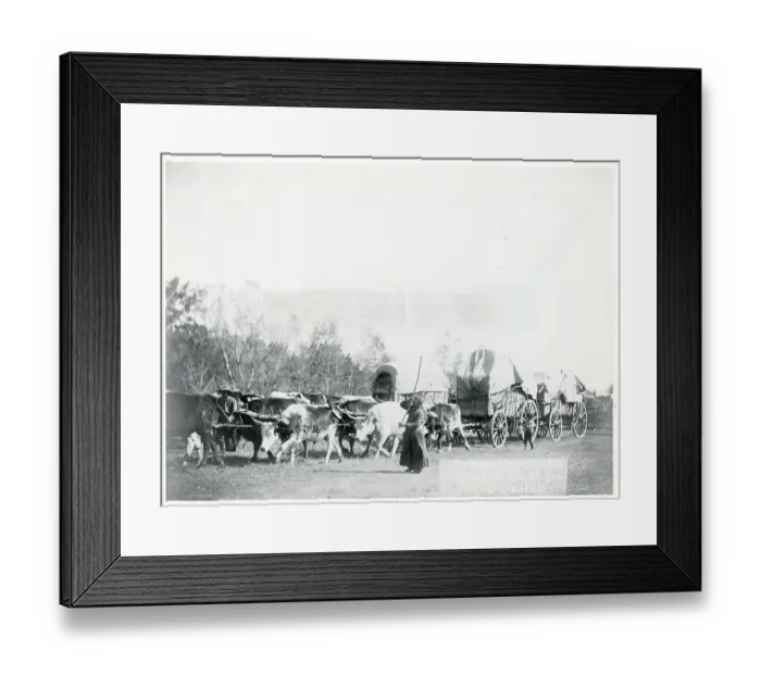 Framed Print : Oxen Pulling Covered Wagons Framed Print : Oxen Pulling Covered Wagons