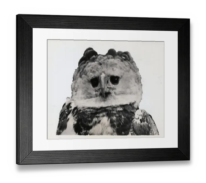 Framed Print : Harpy Eagle Framed Print : Harpy Eagle