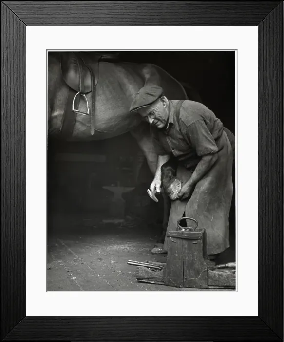 Framed Print : Blacksmith Putting Horse Shoes On Horse Framed Print : Blacksmith Putting Horse Shoes On Horse