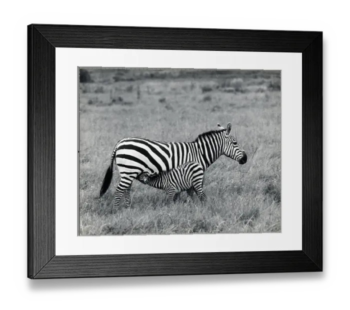 Framed Print : Young Zebra Suckling