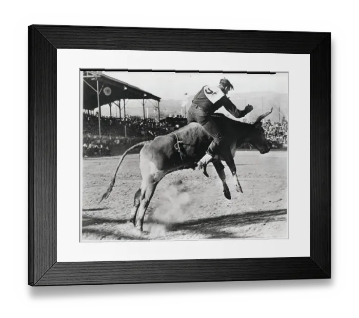 Framed Print : Rodeo Rider Riding Bucking Bull Framed Print : Rodeo Rider Riding Bucking Bull