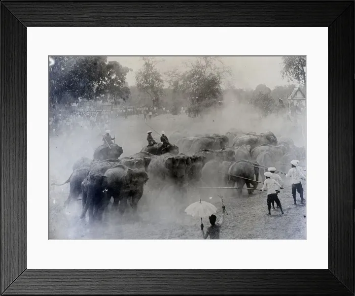Framed Print : Rounding Up Wild Elephants Framed Print : Rounding Up Wild Elephants