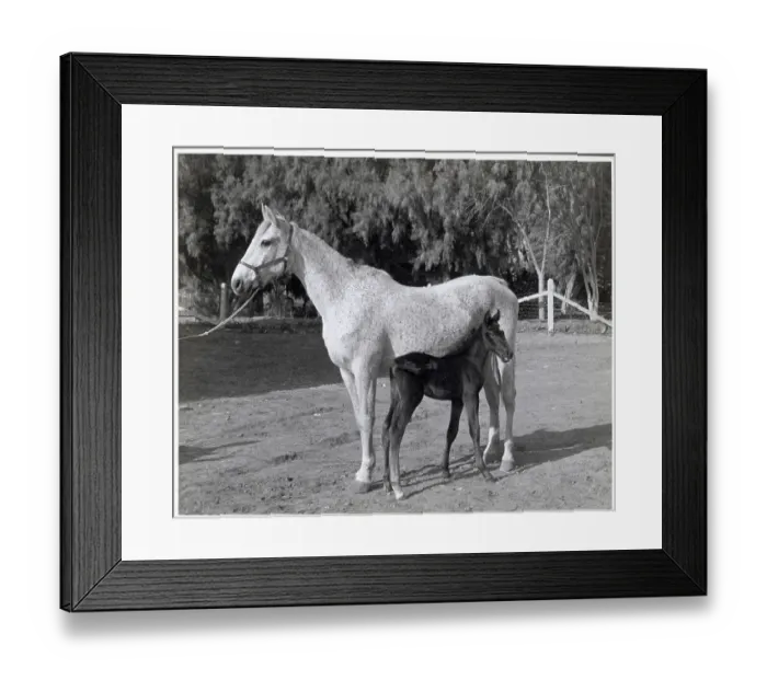 Framed Print : Portrait Of A Mare And Colt In A Corral Framed Print : Portrait Of A Mare And Colt In A Corral
