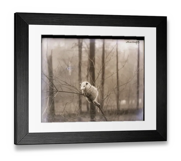 Framed Print : An Opossum In A Tree Framed Print : An Opossum In A Tree