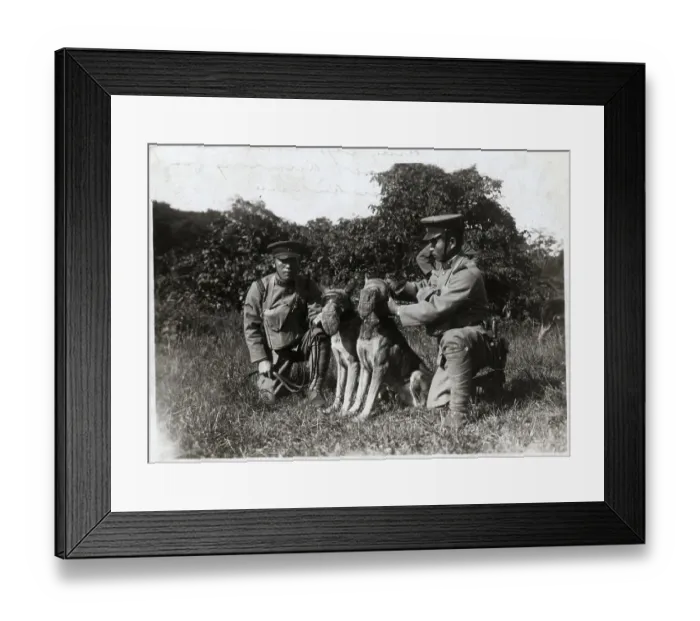 Framed Print : Soldier Attaching Muzzle To Dog Framed Print : Soldier Attaching Muzzle To Dog