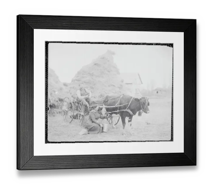 Framed Print : Woman Milking Cow with Man Attached by Harness and Wagon Framed Print : Woman Milking Cow with Man Attached by Harness and Wagon